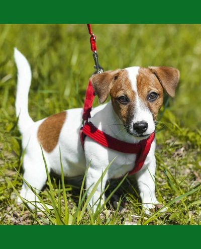 PetSafe Easy Walk-hundsele+koppel, röd