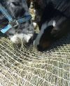Slow Bale Buddy (Mini)