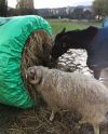 Big Bale Buddy (Small)