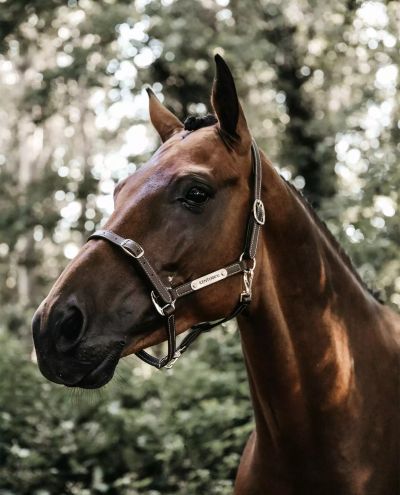 Leather Halter Flexible Brown (Full)
