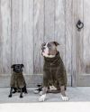 Teddy Fleece Dog Sweater Pine Green (L)