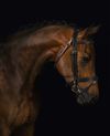 Ortega Bridle Black (Full)