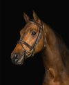 Ortega Bridle Dark Brown (Cob)